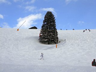 スキー場　１本の木