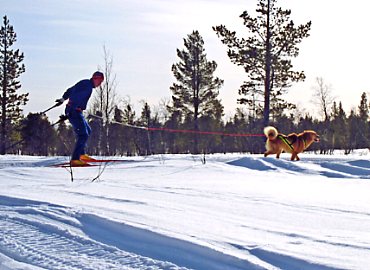 犬スキー